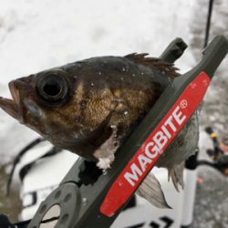 真冬の夏泊メバリング