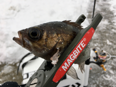 真冬の夏泊メバリング