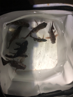 夕まずめチャレンジ