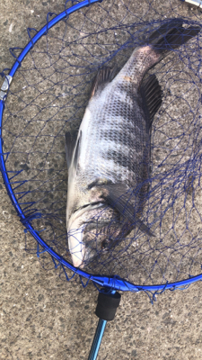 デイゲームアタック