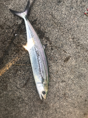 風も釣果も寒い寒い！