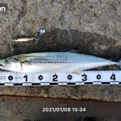 千歳地域 一応まだ釣れる…