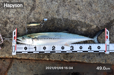 千歳地域 一応まだ釣れる…