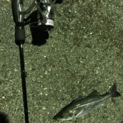 新年極寒ライトゲーム