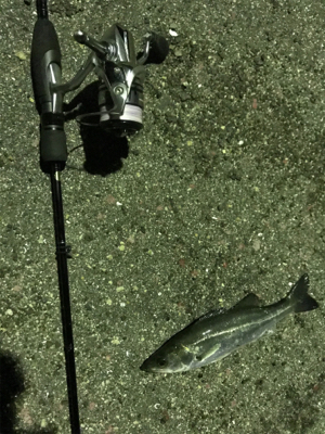 新年極寒ライトゲーム