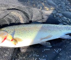 北方マス釣り場