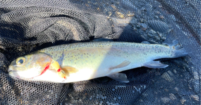 北方マス釣り場