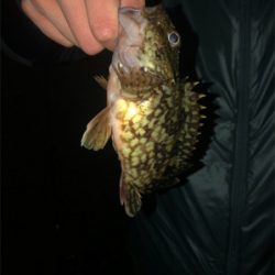 ちまちま根魚釣り