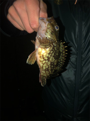 ちまちま根魚釣り