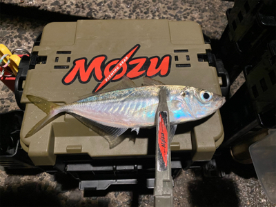 極寒・爆風アジング