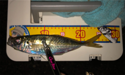 これでも竿頭(笑)