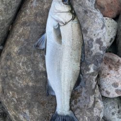 サラシの中のヒラスズキ！！