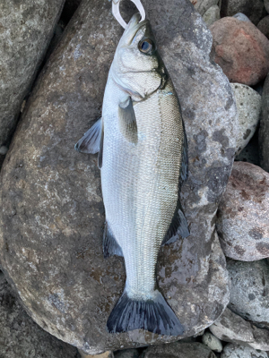 サラシの中のヒラスズキ！！