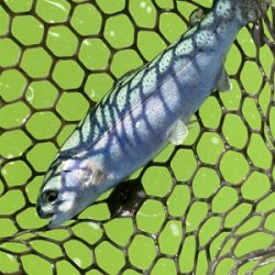 トラウトフィッシング