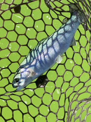 トラウトフィッシング