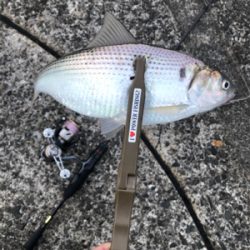 今年初釣りライトゲーム