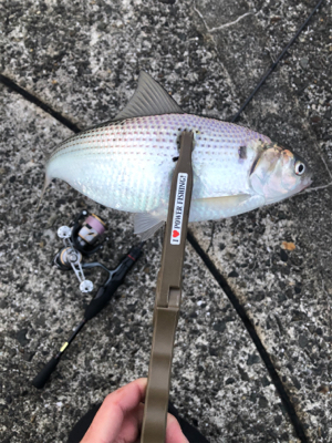 今年初釣りライトゲーム