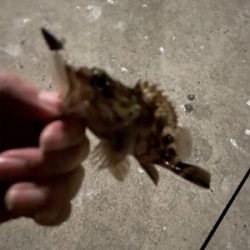 ガシラハンティング