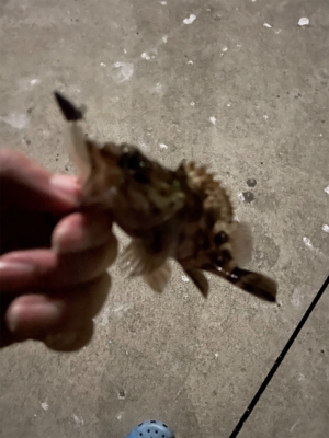 ガシラハンティング