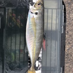 朝マズメチャレンジ