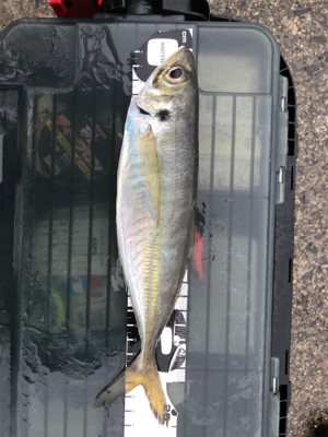 朝マズメチャレンジ