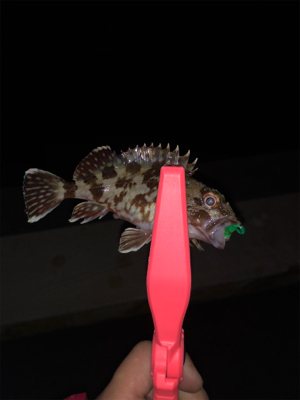 アジは何処に行ったの？