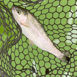 トラウトフィッシング