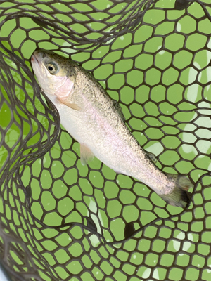 トラウトフィッシング