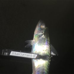 2021年淡路島初釣行!