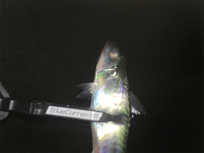 2021年淡路島初釣行!