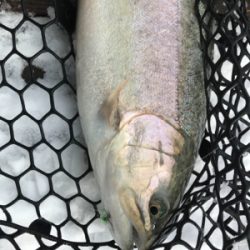 新年トラウト大勝利