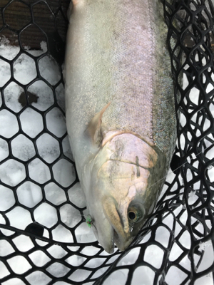 新年トラウト大勝利