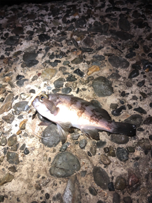 サイズが出ない。