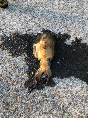 朝から大島へ！