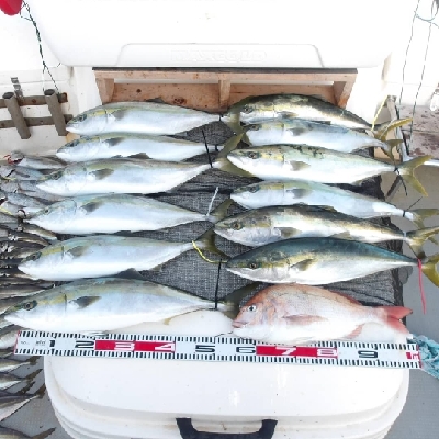 SOUTH(サウス)釣果