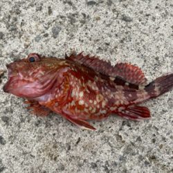 ベイトたっぷり