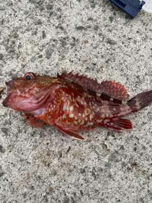 ベイトたっぷり