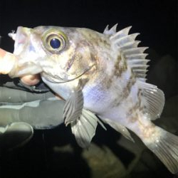 極寒メバリング