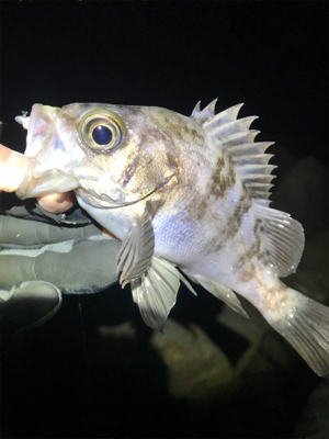 極寒メバリング