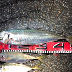 2021年初釣り アジ50cm‼︎