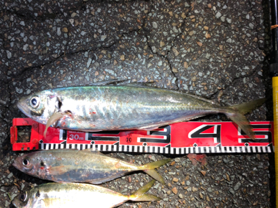 2021年初釣り アジ50cm‼︎