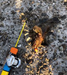 冬といえば穴釣り