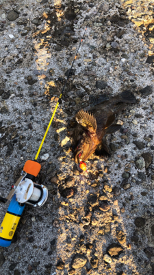 冬といえば穴釣り