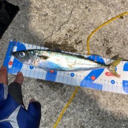 新ロッドにてアジング