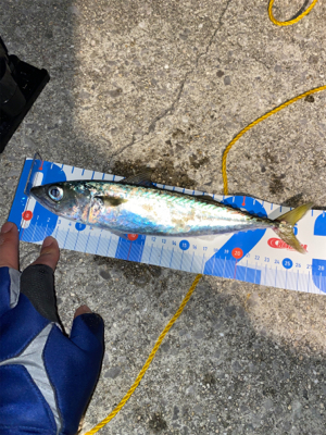 新ロッドにてアジング