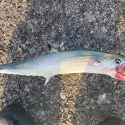 ベイトがすごい。