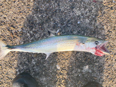 ベイトがすごい。