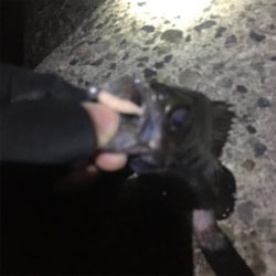 久々メバリング