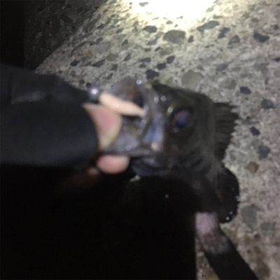 久々メバリング