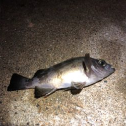 ガルプしばりメバリング